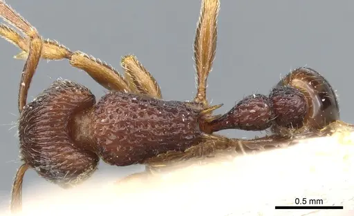 Tetramorium ornatum - CASENT0904855