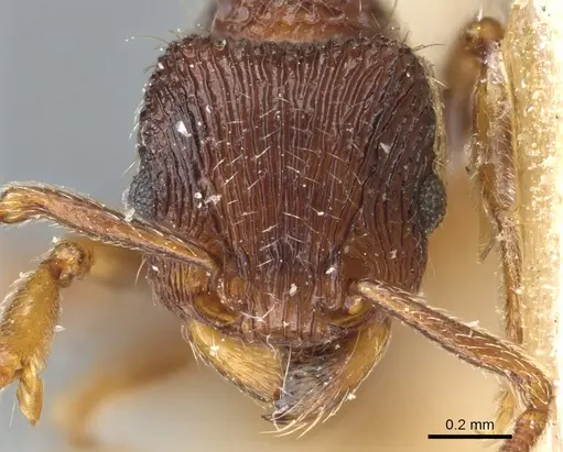 Tetramorium ornatum - CASENT0904855