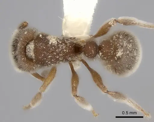 Tetramorium osiris specimen