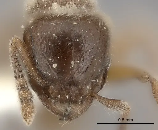 Tetramorium osiris specimen
