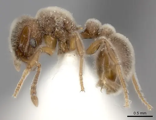 Tetramorium osiris specimen