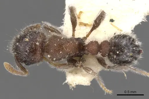 Tetramorium osiris - CASENT0901144