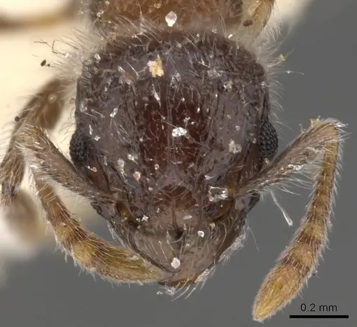 Tetramorium osiris - CASENT0901144