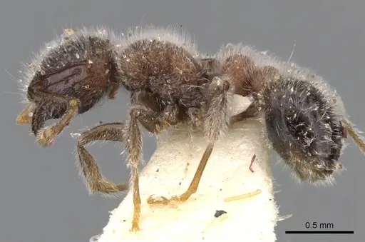 Tetramorium osiris - CASENT0901144