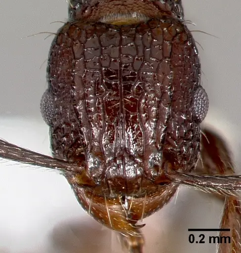 Tetramorium pacificum specimen