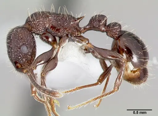 Tetramorium pacificum specimen