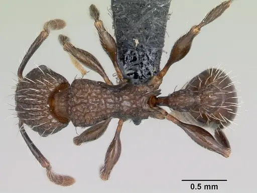 Tetramorium pacificum - CASENT0055878