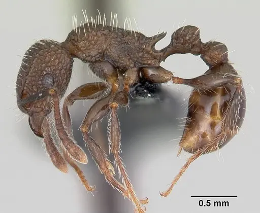 Tetramorium pacificum - CASENT0055878