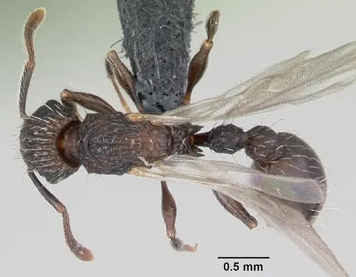 Tetramorium pacificum - CASENT0104991