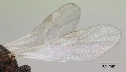 Tetramorium pacificum - CASENT0104991