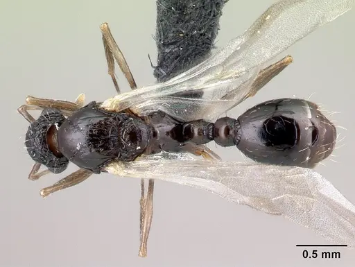 Tetramorium pacificum - CASENT0158910