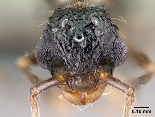 Tetramorium pacificum - CASENT0158910