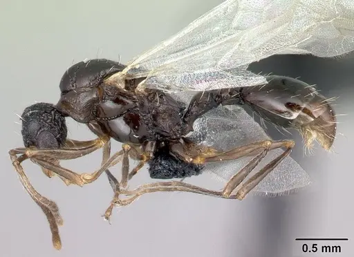 Tetramorium pacificum - CASENT0158910