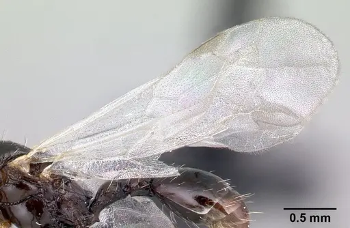 Tetramorium pacificum - CASENT0158910