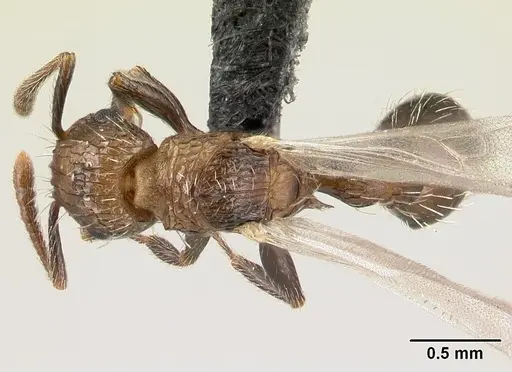 Tetramorium pacificum - CASENT0158920