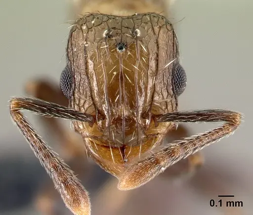 Tetramorium pacificum - CASENT0158920