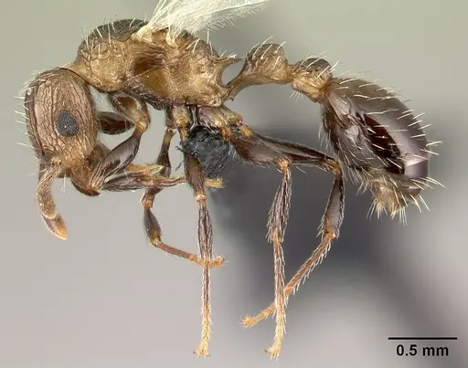 Tetramorium pacificum - CASENT0158920