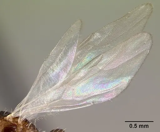 Tetramorium pacificum - CASENT0158920