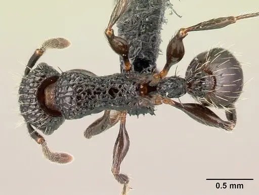 Tetramorium pacificum - CASENT0158921