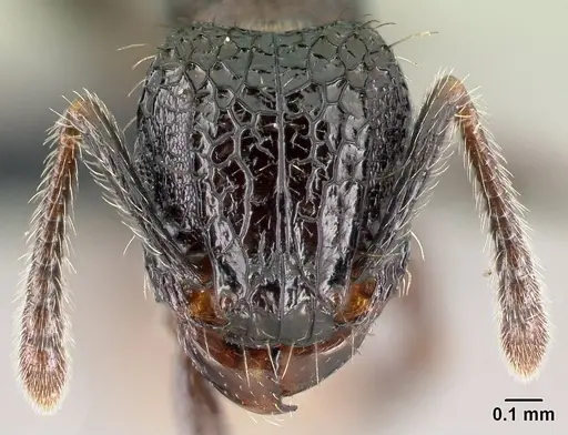 Tetramorium pacificum - CASENT0158921