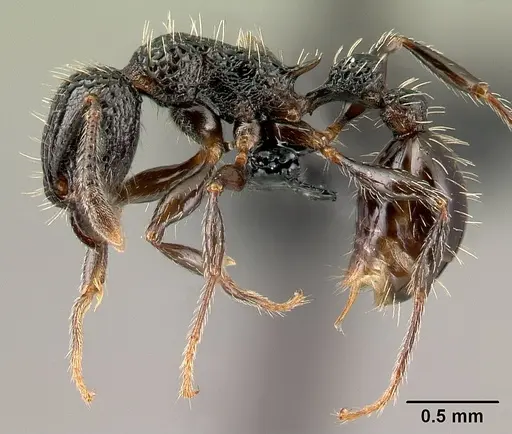 Tetramorium pacificum - CASENT0158921