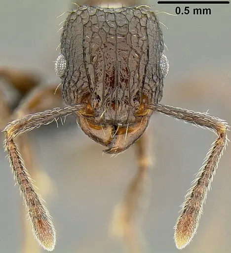 Tetramorium pacificum - CASENT0171075
