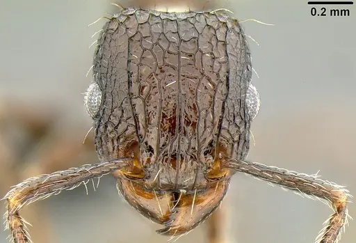 Tetramorium pacificum - CASENT0171075