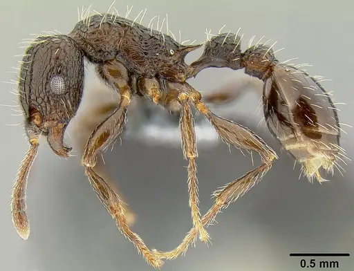 Tetramorium pacificum - CASENT0171075