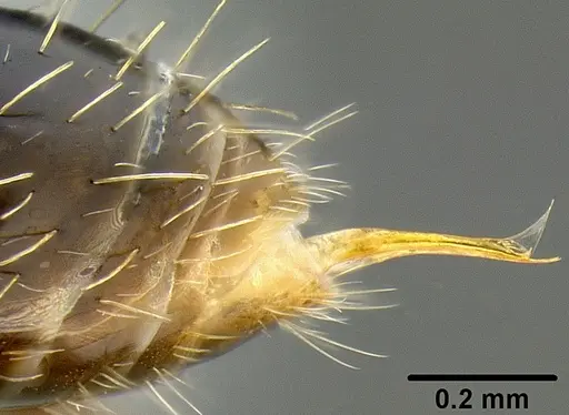 Tetramorium pacificum - CASENT0171075