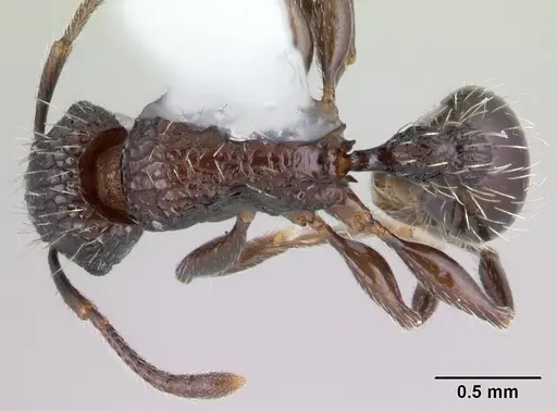 Tetramorium pacificum - CASENT0178428
