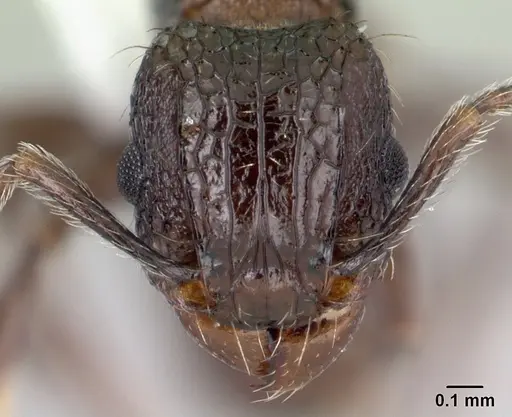 Tetramorium pacificum - CASENT0178428