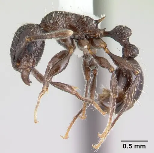 Tetramorium pacificum - CASENT0178428