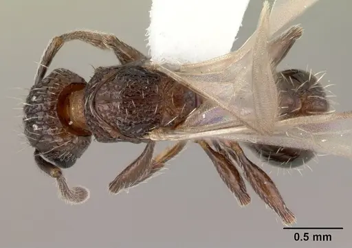 Tetramorium pacificum - CASENT0178429