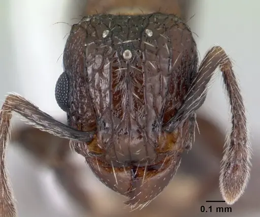 Tetramorium pacificum - CASENT0178429