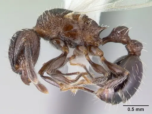 Tetramorium pacificum - CASENT0178429