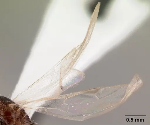 Tetramorium pacificum - CASENT0178429