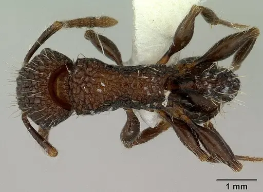 Tetramorium pacificum - CASENT0179060