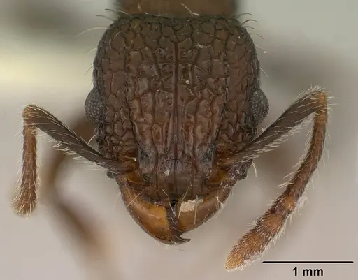 Tetramorium pacificum - CASENT0179060