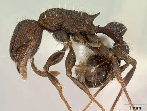 Tetramorium pacificum - CASENT0179060