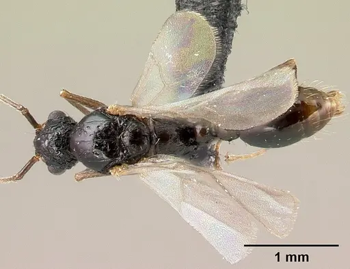 Tetramorium pacificum - CASENT0217237