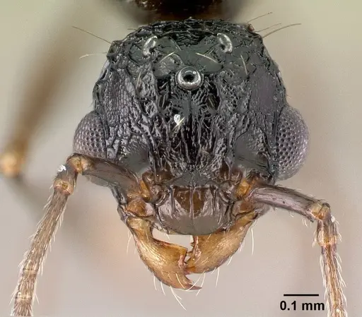 Tetramorium pacificum - CASENT0217237