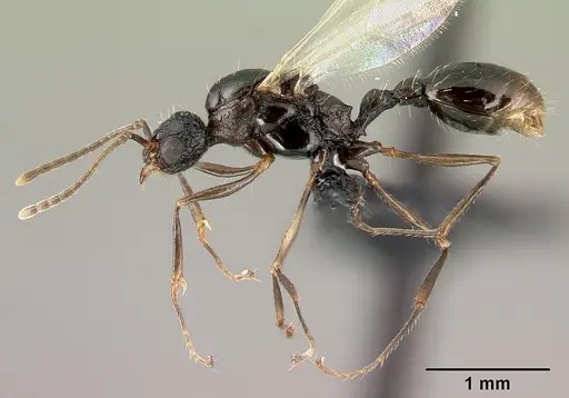 Tetramorium pacificum - CASENT0217237