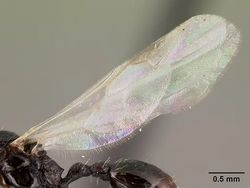 Tetramorium pacificum - CASENT0217237