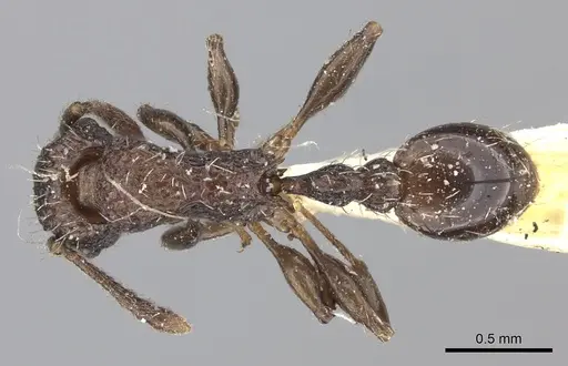 Tetramorium pacificum - CASENT0235203