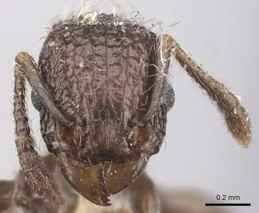 Tetramorium pacificum - CASENT0235203