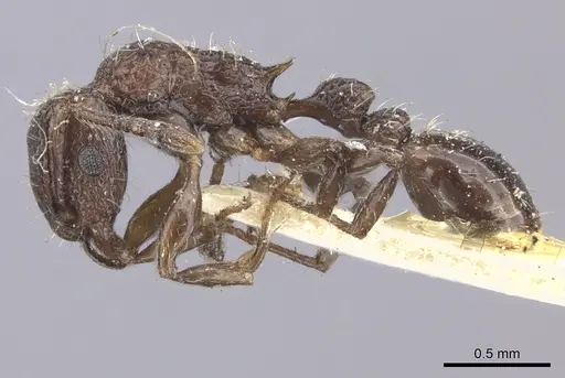 Tetramorium pacificum - CASENT0235203