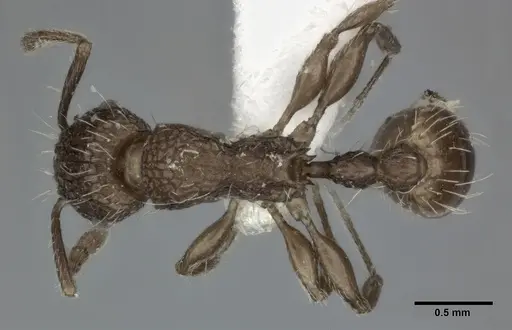 Tetramorium pacificum - CASENT0246149