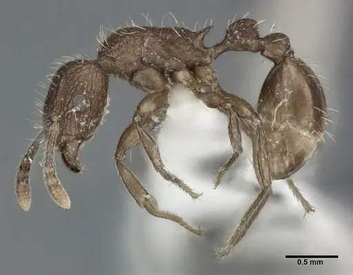 Tetramorium pacificum - CASENT0246149
