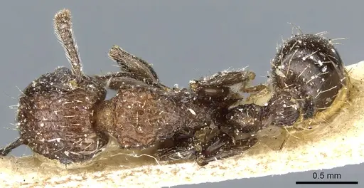 Tetramorium pacificum - CASENT0904848