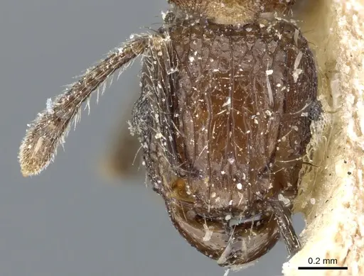 Tetramorium pacificum - CASENT0904848